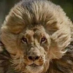 Meet your Posher, Collin